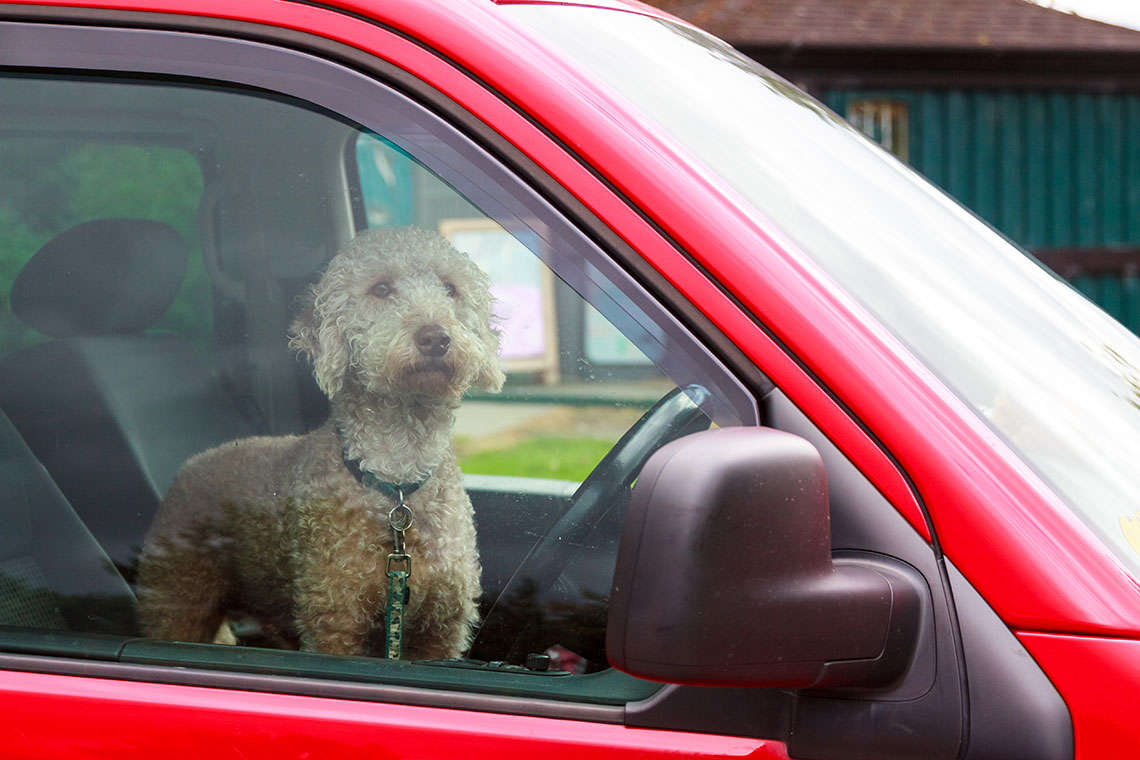 hot-cars-pets