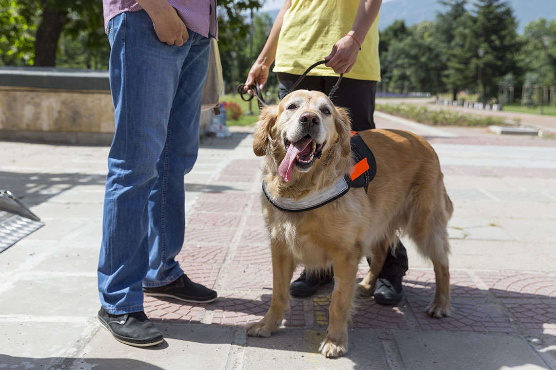 service-dog-myths-photo