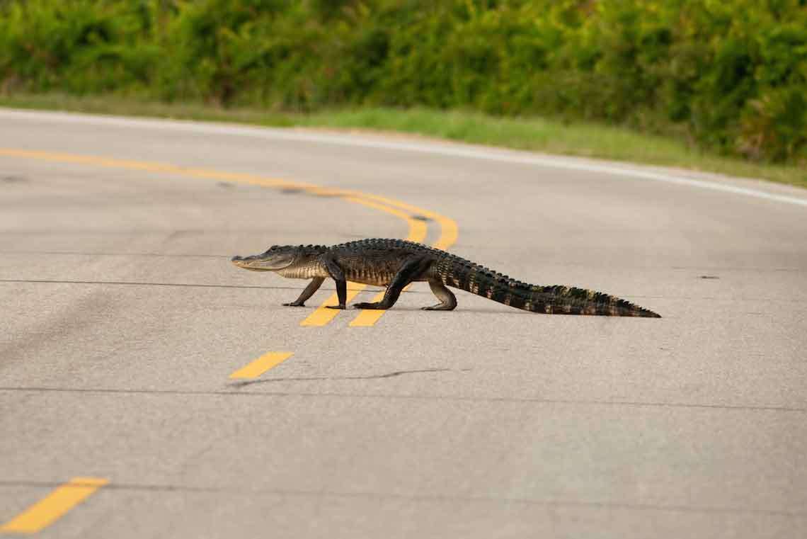 weird-tampa-driving-photo